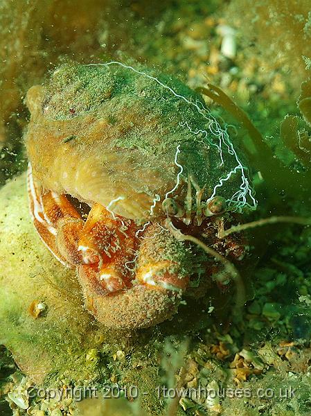 P5142521.jpg - Anemone Hermit crab - Pagurus prideaux - wearing a Cloak anemone - Adamsia carcinopados, I didn't meant to startle it (definitely no prodding!)