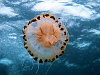 Juicy compass jelly
