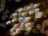 A squadron of blue rayed limpets in formation