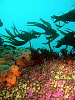 Vivid scene up at the kelp margin