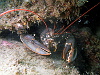 One of the legendarily large Lough Ine lobsters (The only one we saw...)