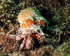 Nasty looking hermit crab with a cloak anemone that builds a growing shell and exudes sting pus... lovely!