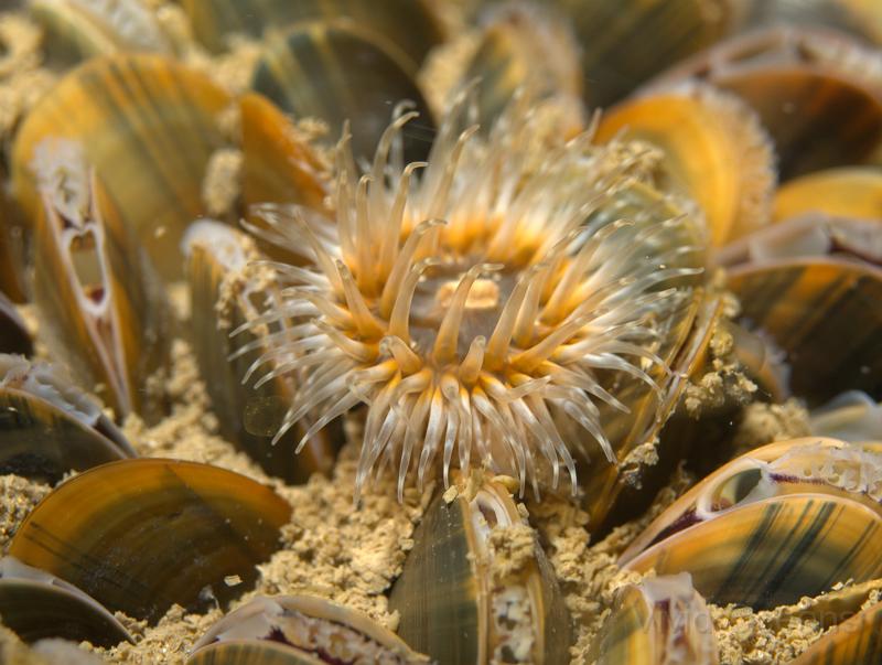 RS230907.JPG - Elegant anemones - Sargatia elegans - live amongst them...