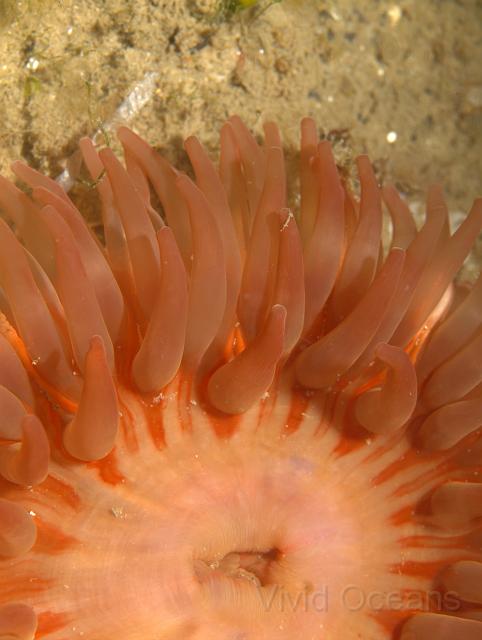 RS230958.JPG - Dahlia anemones - Urticina felina - dot the sediment covered, flattened plates of the wreck.
