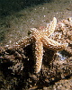 Dancing starfish