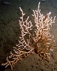Pink Sea Fan