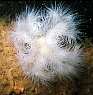 Well there had to be at one Plumose Anemone!