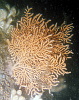 A double pink Sea fan