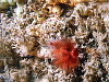 Red fan worm below some sleeping jewel anemones