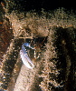 Lobster on the Bretagne