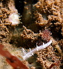 Our single nudibranch of the weekend - a Tritonia Lineata