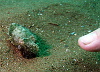 Blending in with the sand - thats not a big finger!
