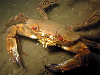 Velvet swimming crab back from a night on the tiles