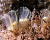 Family group of lightbulb tunicates