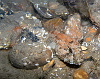 David's scorpion fish