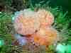 The orange anemone family on holiday