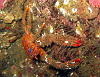 Less happy, but prettier squat lobster