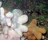 Catherine's octopus shot
