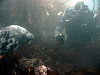 Crying seal comes to Paul for comfort after meeting Mike and Martin
