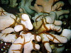 Creepy brittlestars oozing around