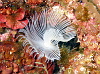 smaII fanworm