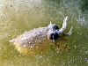 Very tiny, pea sized cuttIefish