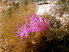 FIabeIIina nudibranch
