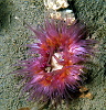 A vivid burrowing anemone