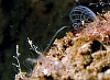 At last some diving porn! Everyone knows that banacles have the largest willies relative to body size in the animal kingdom and here's one in action. The elegant fan in the upper right is one barnacle feeding whilst the thing approaching from the left is its neighbours todger... Get a reefball you two!
