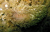 A big shaggy mouse nudibranch (Aeolidia papillosa) rambling on a reefball