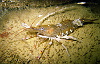 Lots of the prawns looked pretty pimped-up, prior to its next moult this one is covered in bryzoans