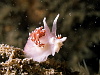 A flabellina pedata doing an impression of the MGM lion... Grrrrr!