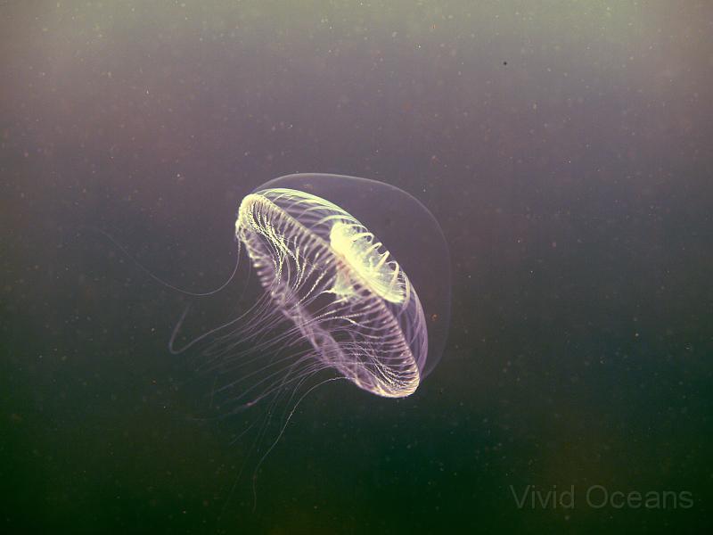 RS245920.JPG - This may walk and talk like a jellyfish but it's a hydroid medusa.