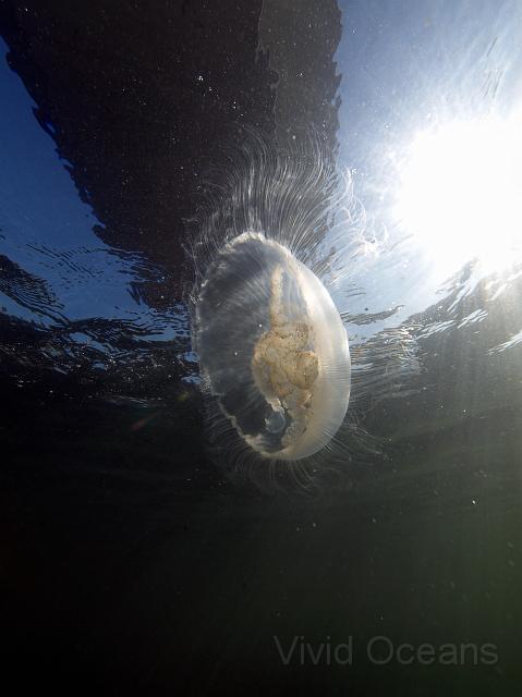 RS246044.JPG - A moon jellyfish - Aurelia aurita - under the Zeelandbrug