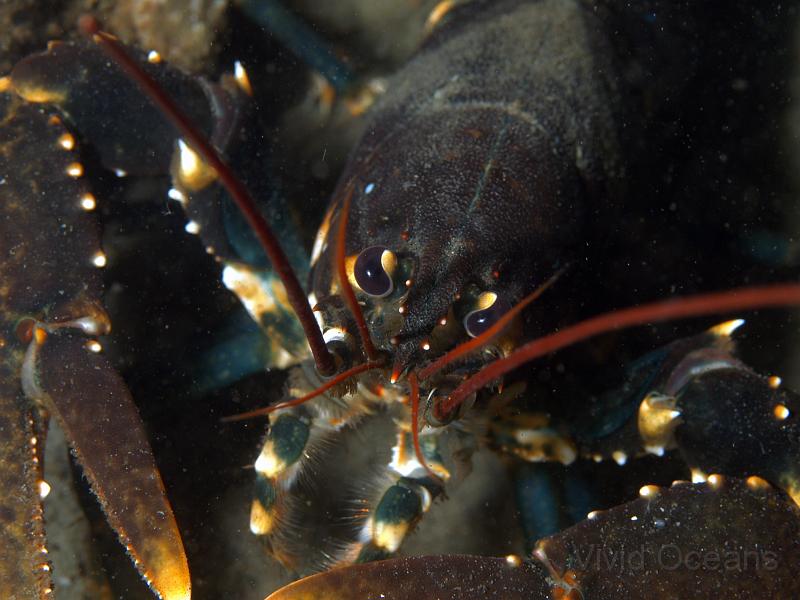 RS246246.JPG - Lobsters often pose for portraits, the area is a nature reserve so they can be confident of not being taken home for tea