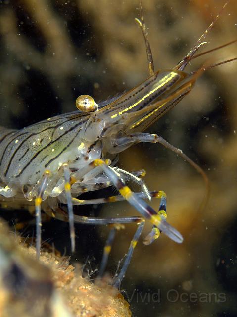 RS256418.JPG - A common prawn - nice yellow knees