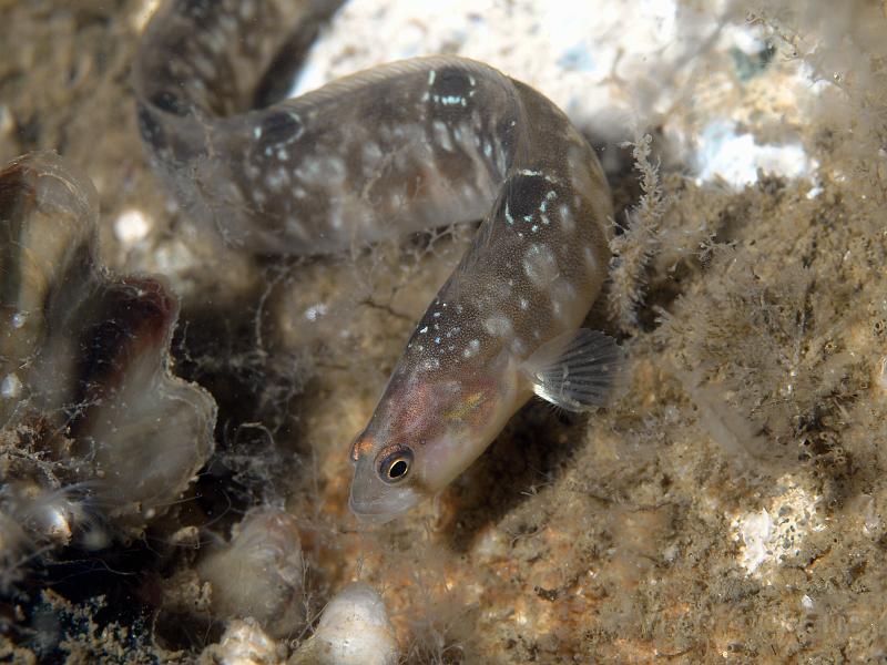 RS256573.JPG - The Butterfish or gunnel - Pholis gunnellus - enjoys tormenting photographers by moving slightly every 5 seconds