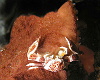 An exhibitionist Porcelain crab feeding on an anemone where it can't hide