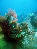 The batfish family patrolling the reef