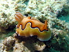 These Chromodoris Coi slugs are my favourite, because they taste of caramel