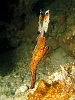 A robust ghost pipefish, very nonchalant because obviously I can't see him :-)