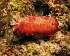 These showy red slugs just appear dark, dull brown without extra light.