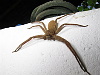 This spider was actually on the resort staff, he kept the toilets clear of insects and nervous guests
