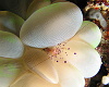 A bubble coral shrimp