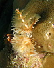The first obligatory Christmas tree worm