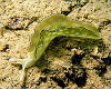 A beatifully elegant leaf like slug from our trip to 'the passage'
