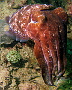 Cuttlefish on the other hand are always ready to do something to impress