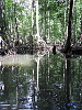 The dense mangrove forest on Batanta