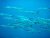 At least the Barracuda look cool... these are just little ones