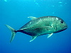 These mean looking Giant Trevally have the deadest eyes... well apart from a few divers I know ;-)